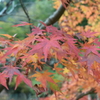 紅葉 寸又峡
