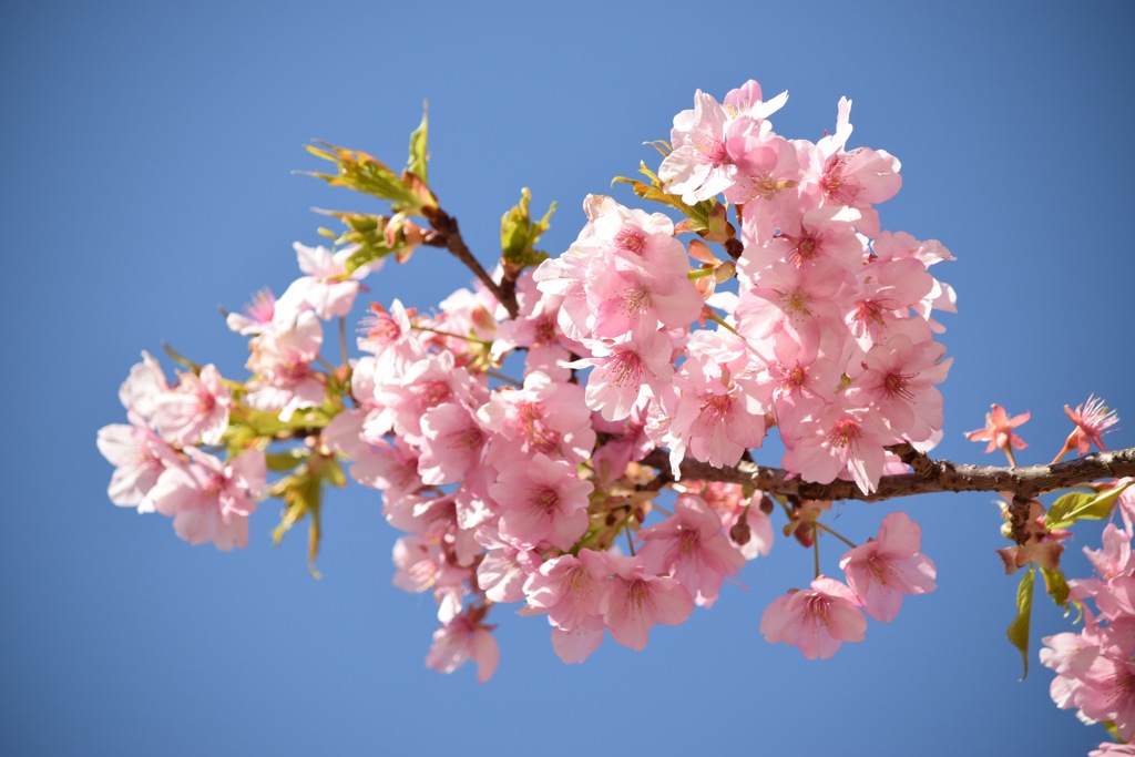 河津桜