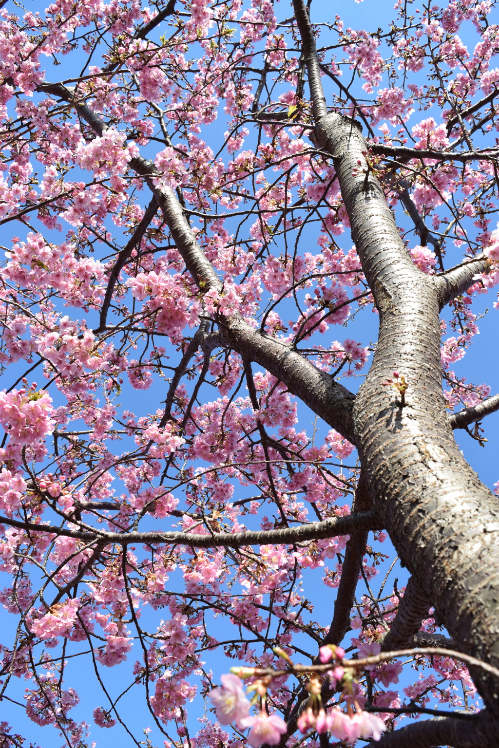 河津桜３