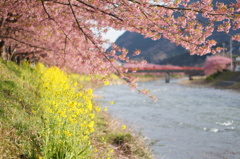 菜の花と河津桜