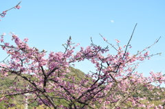 河津桜 ｏｎ 月