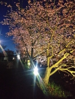 河津夜桜