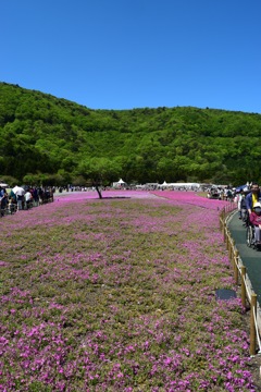 帰りますin 富士芝桜