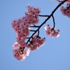 河津桜