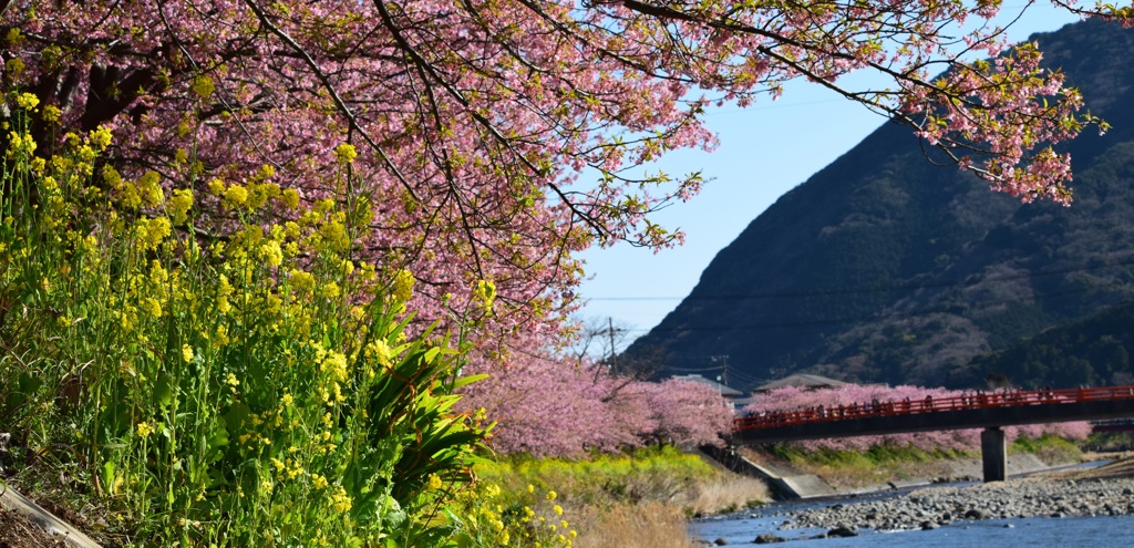 河津桜と菜の花