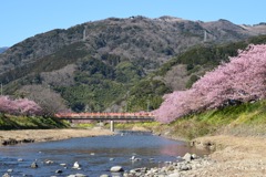 河津桜