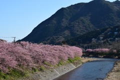 河津桜