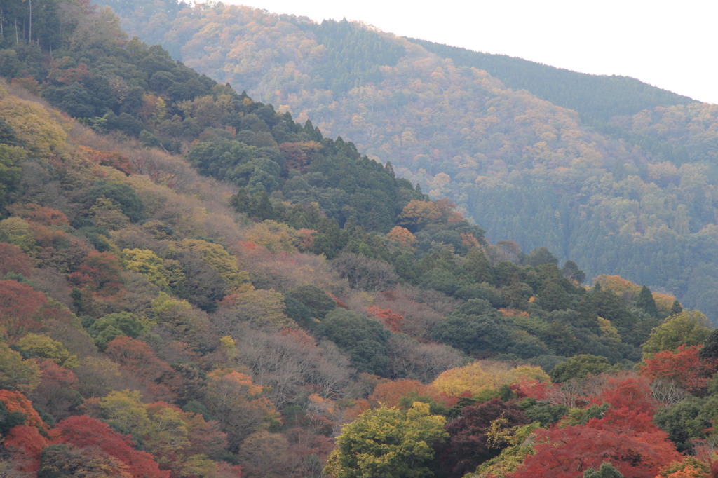 嵐山の紅葉－２