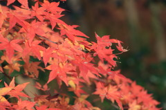 神峯山寺・紅葉０８