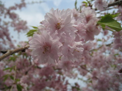 桜さく