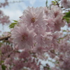 桜さく