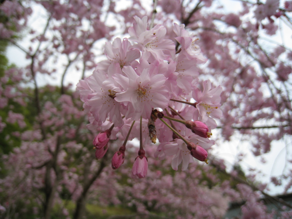 ｓａｋｕｒａ