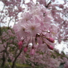 ｓａｋｕｒａ