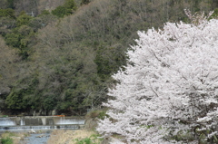 川辺の桜