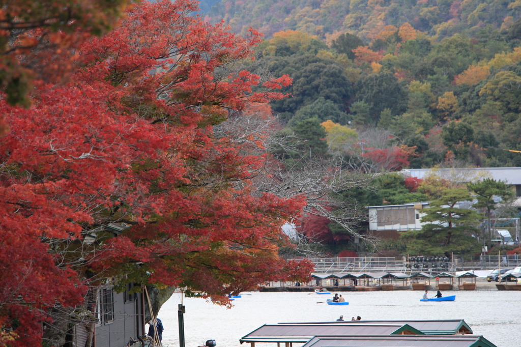 紅葉がきれい