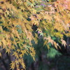 神峯山寺・紅葉１６