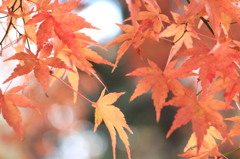 神峯山寺・紅葉１１