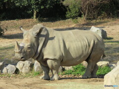 アフリカサイ