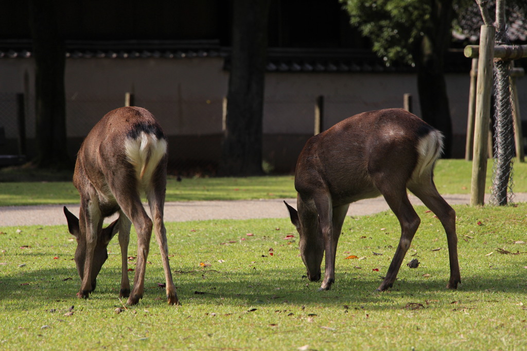 奈良公園・鹿尻