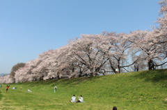 八幡桜まつり背割堤地区－１２