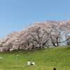八幡桜まつり背割堤地区－１２