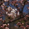 石清水八幡宮－７