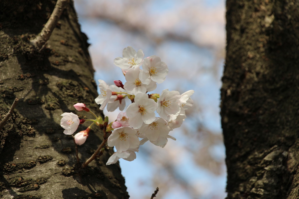 八幡桜まつり背割堤地区－９