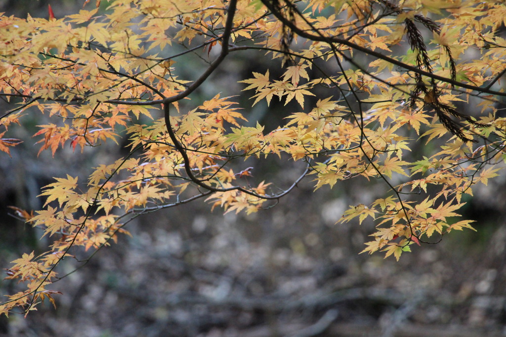 神峯山寺・紅葉１４