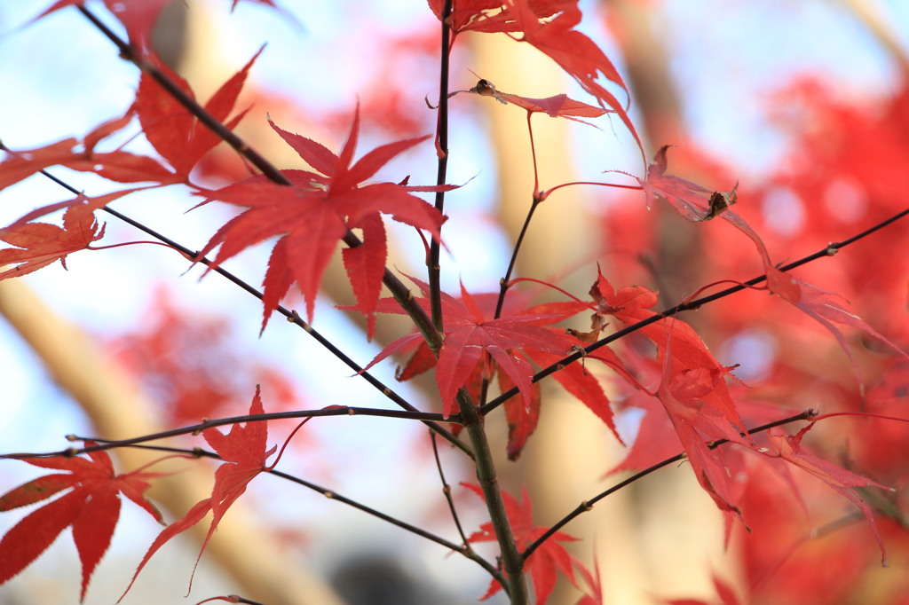 神峯山寺・紅葉０５