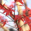 神峯山寺・紅葉０５
