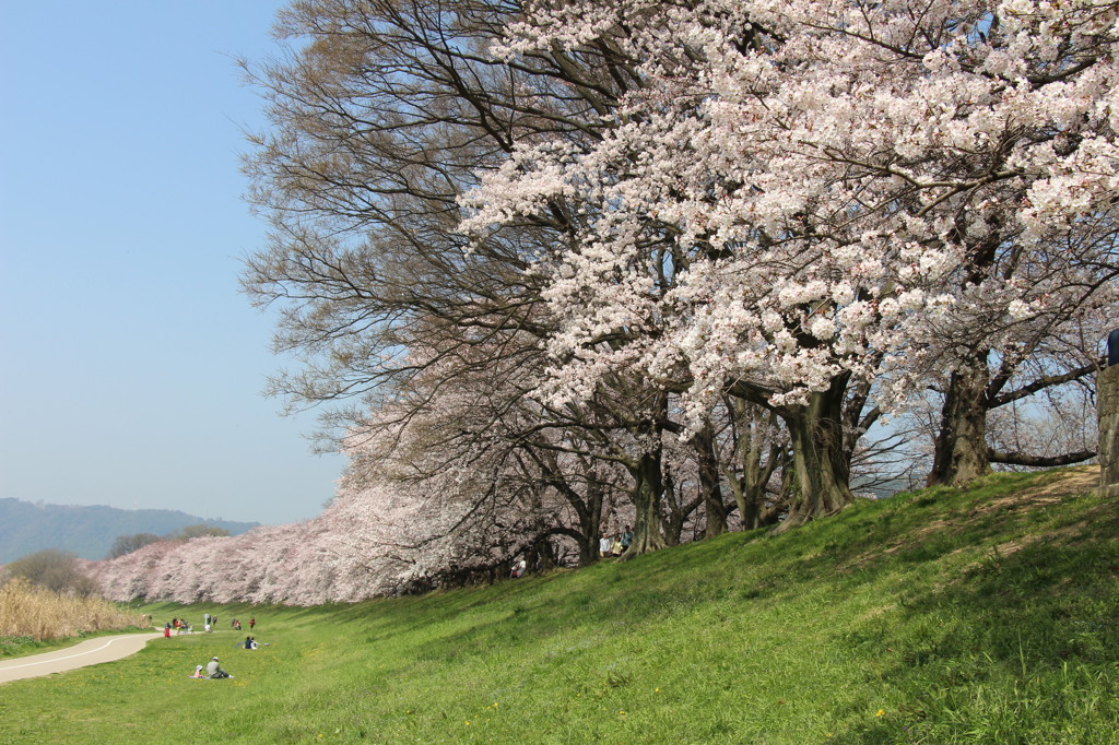 八幡桜まつり背割堤地区－１０