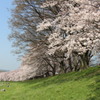 八幡桜まつり背割堤地区－１０