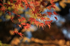 神峯山寺・紅葉０１