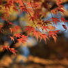 神峯山寺・紅葉０１