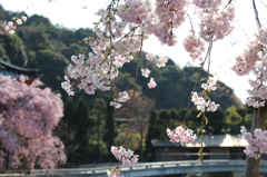 枝垂れ桜