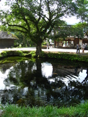 忍野八海その２