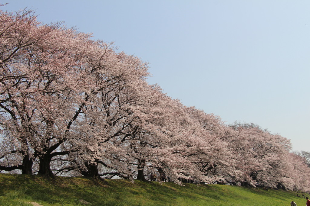 八幡桜まつり背割堤地区－１１