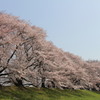 八幡桜まつり背割堤地区－１１