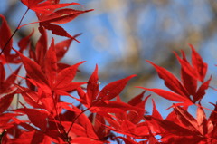 神峯山寺・紅葉０６