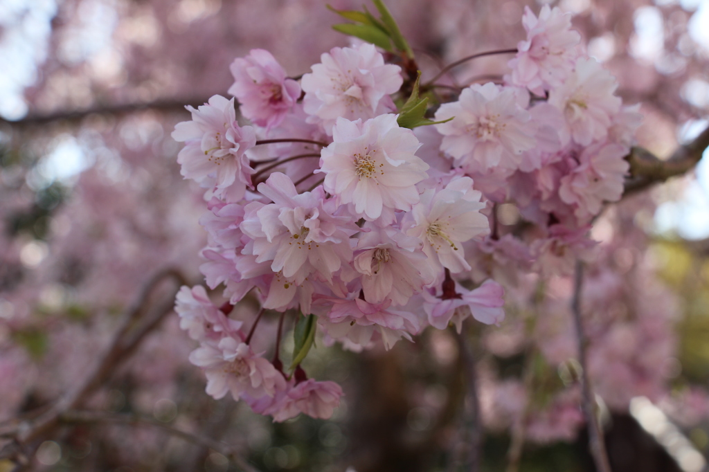 山桜２