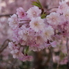 山桜２