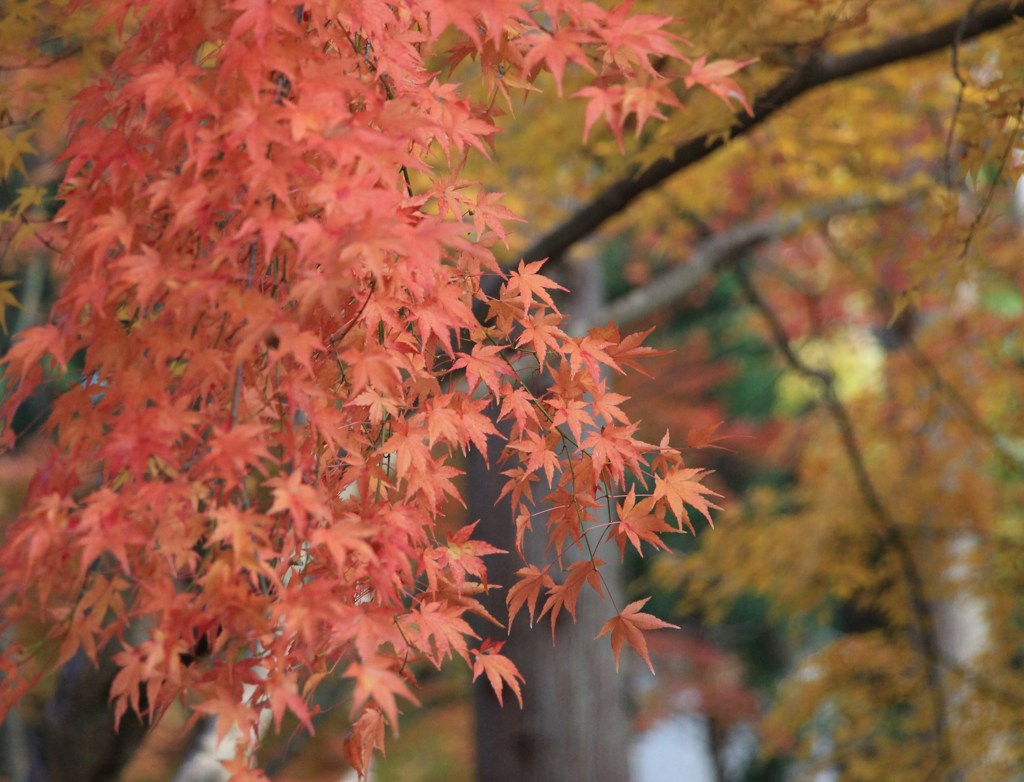 神峯山寺・紅葉１０