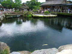 忍野八海その１
