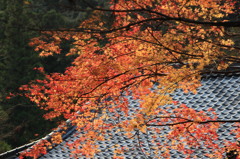 神峯山寺・紅葉１２