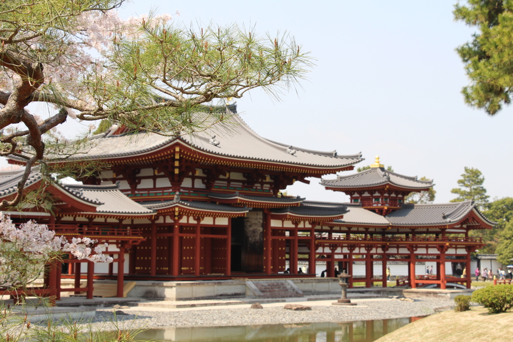 さくらと平等院<左斜め>