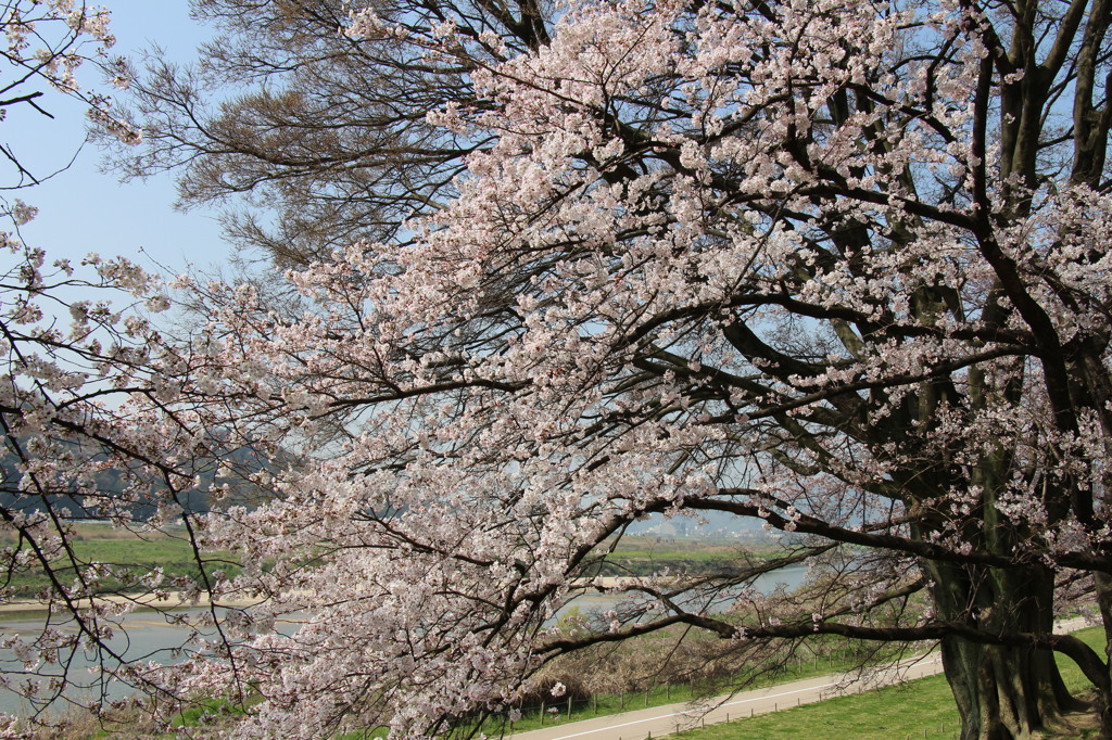 八幡桜まつり背割堤地区－４