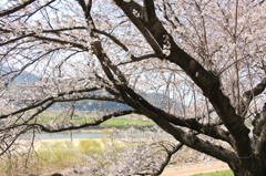 八幡桜まつり背割堤地区－３