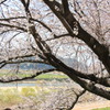八幡桜まつり背割堤地区－３