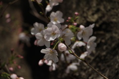 八幡桜まつり背割堤地区－１５