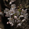 八幡桜まつり背割堤地区－１５